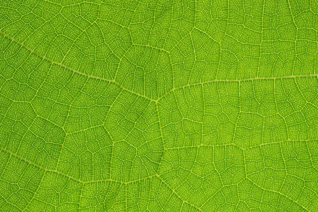 pexels ganajp 4032662