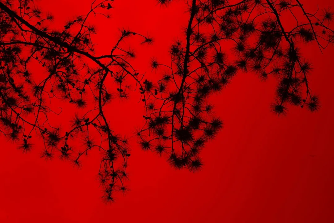 pexels minan1398 1006098