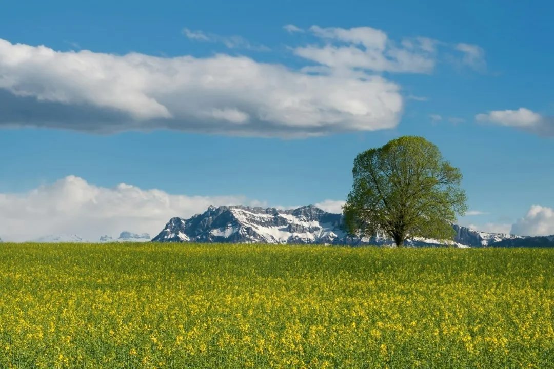 pexels pixabay 68676