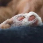 cat 7003849 1920