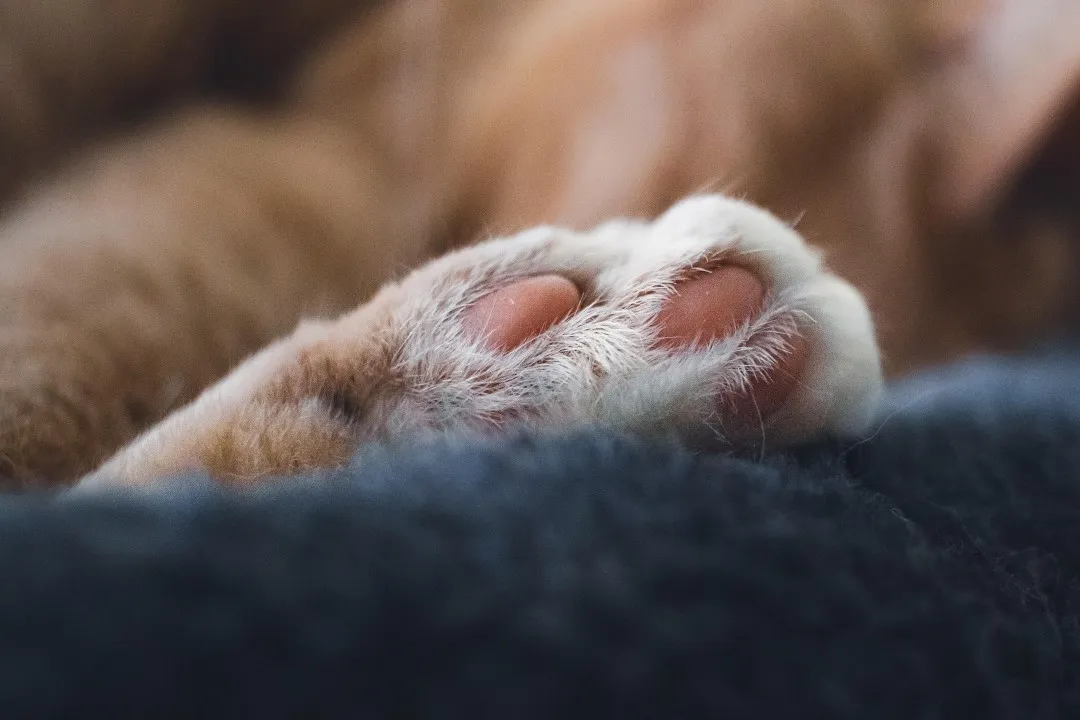 cat 7003849 1920