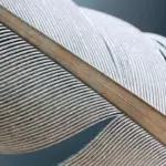 feather 8241003 1920