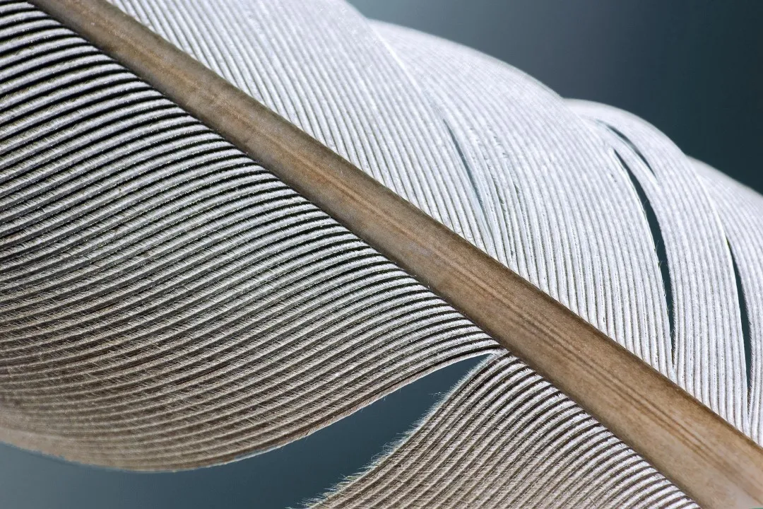 feather 8241003 1920