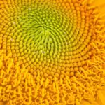 flower 8145571 1920