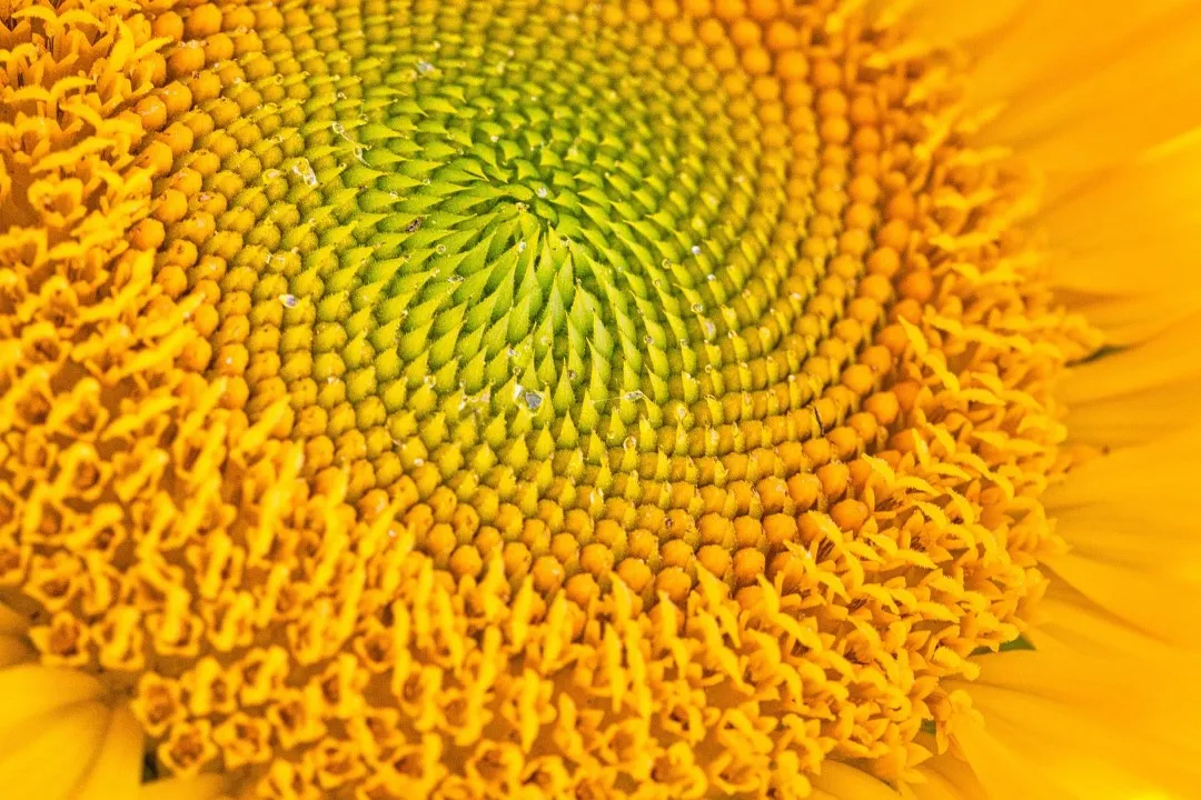 flower 8145571 1920