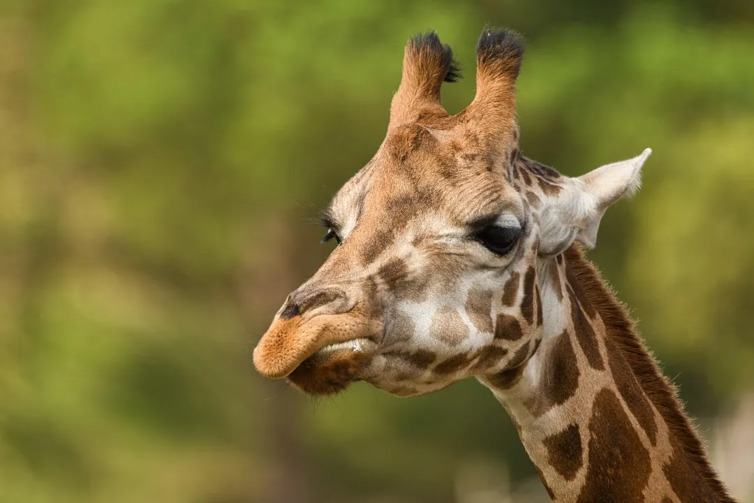 giraffe 5767909 1920
