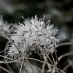 grass 7721260 1920