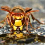 hornet 7049915 1920