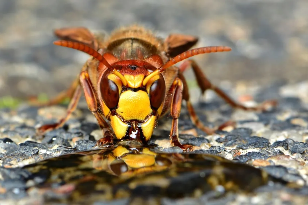 hornet 7049915 1920