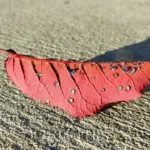 leaf 1769459 1920