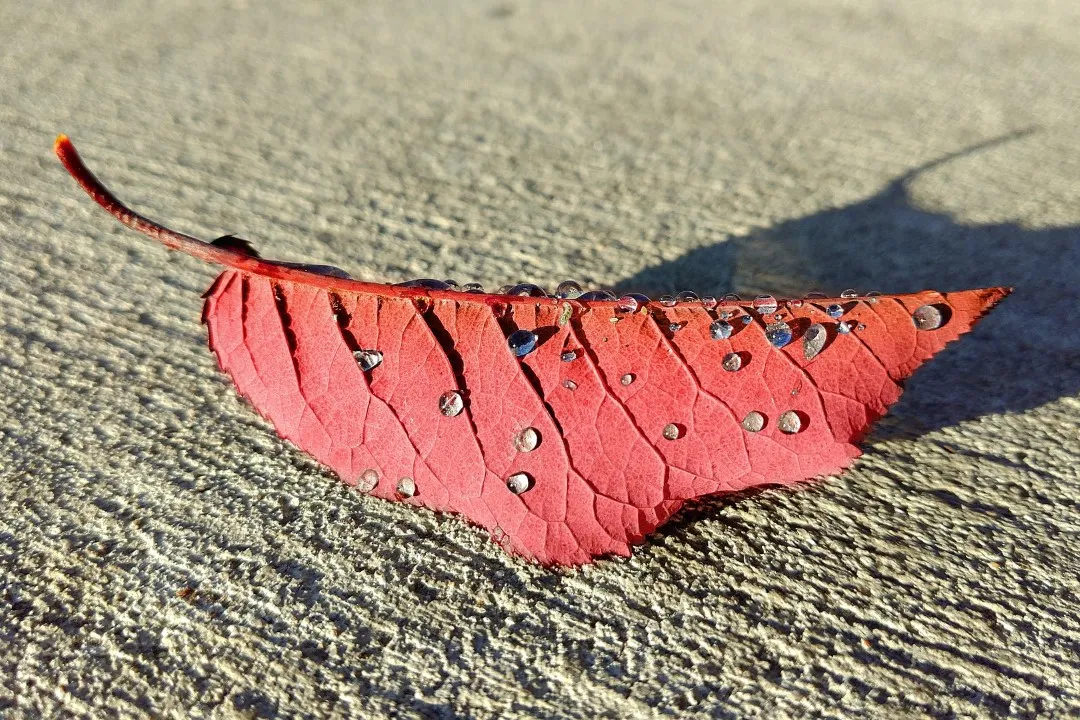 leaf 1769459 1920