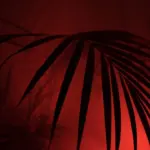 palm 2445110 1920