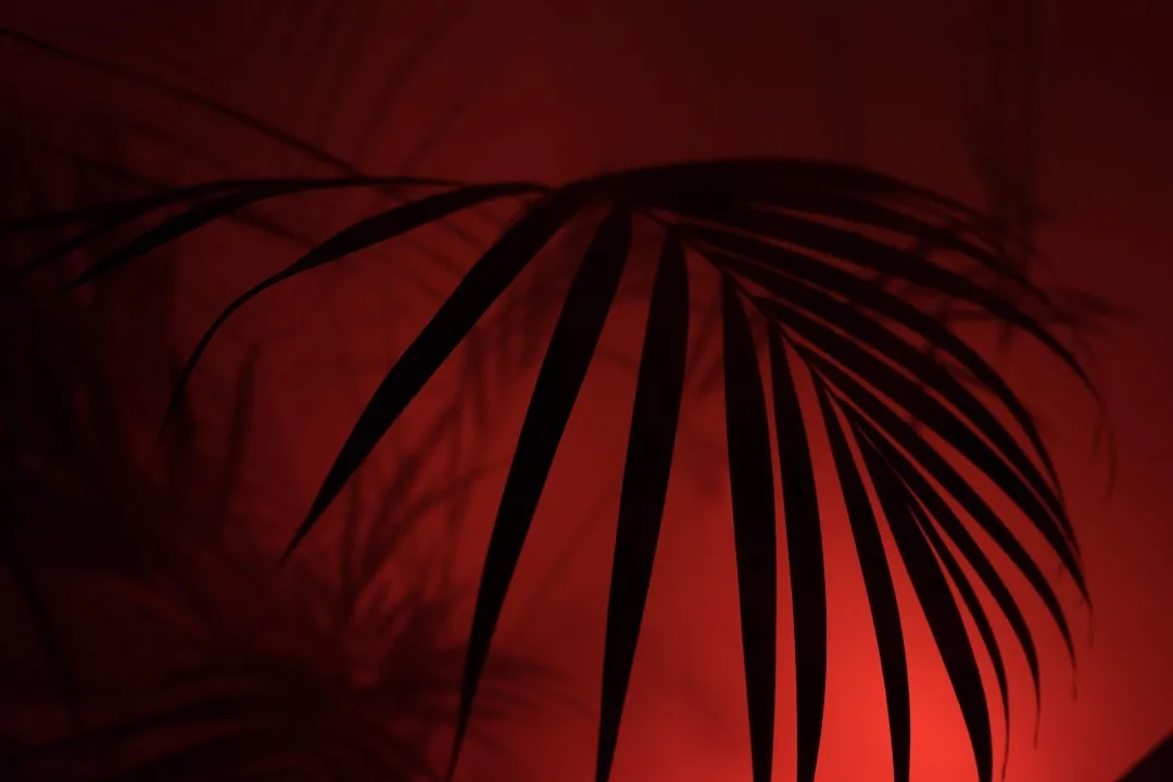 palm 2445110 1920