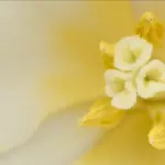 pexels artempodrez 7232659