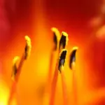 pexels breyeschow 1259531