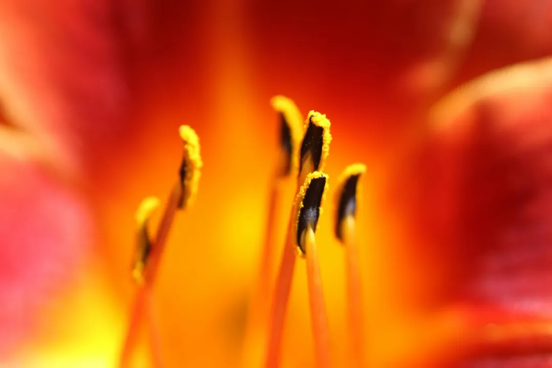 pexels breyeschow 1259531