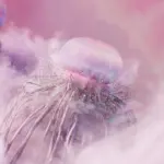 pexels googledeepmind 25626589