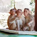 pexels nitin creative 234054