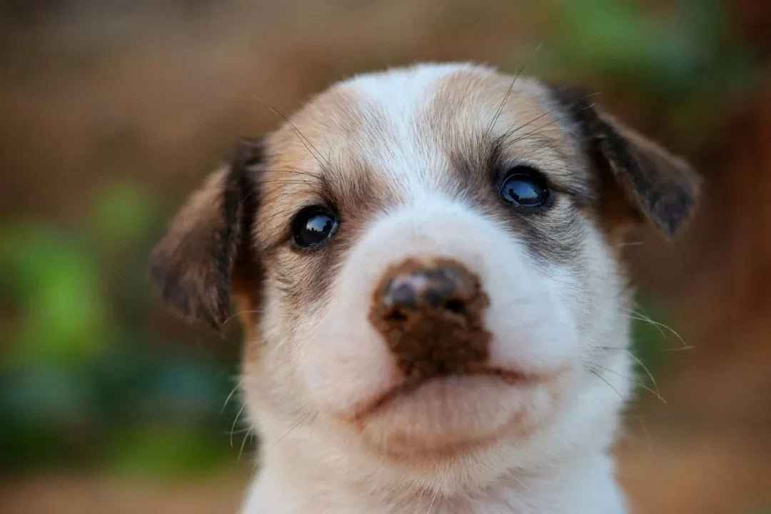 pexels sudhirsangwan 29382272