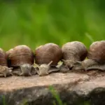 snails 2983235 1280