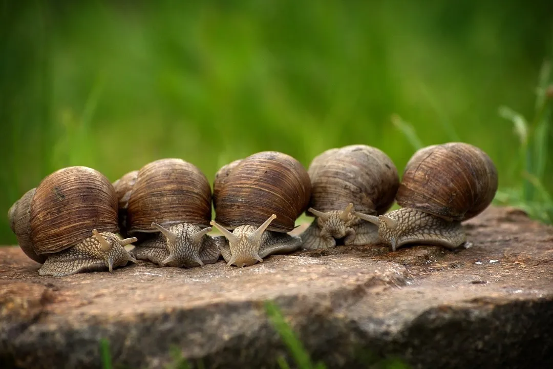 snails 2983235 1280