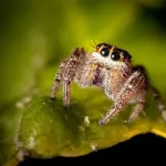 spider 8253040 1920